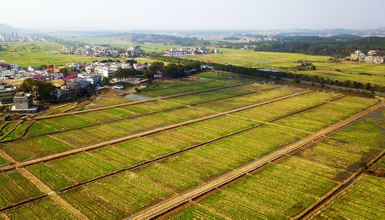 高安市祥符镇西湖标高标准农田建设项目.jpg